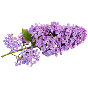 یاس خوشه ای